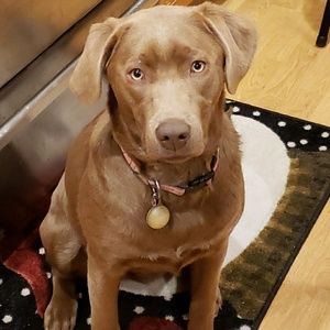 Meet your Posher, Shelly